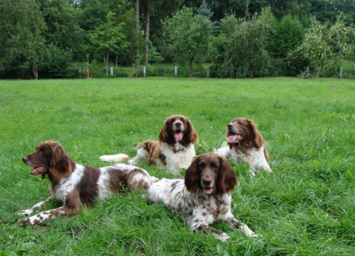 Deutsch-Langhaar-Deckrüde Elch v. Hanauer Land mit der Zuchthündin Aika v. Rodekopp und der Tochter der beiden, Elsbeth v. Rodekopp, sowie einem seiner Söhne, Dingo v. Schlemminer Forst