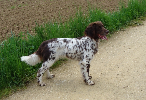 Deutsch-Langhaar Hellschimmel Elsie