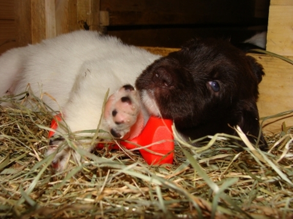 Deutsch-Langhaar-Hellschimmel-Welpe Gina L. vom Rodekopp mit Mini-Apportierbock