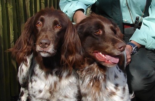 Elsie und Aika